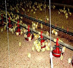 chickens