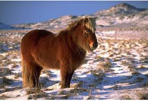 Icelandic pony