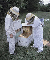 beekeeping at peppers catering