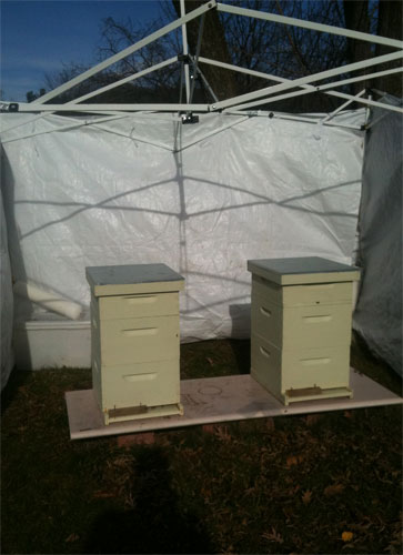 bee hives wrapped for winter in massachusetts