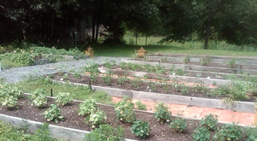 herb garden and edible flowers grown by Pepper's Catering