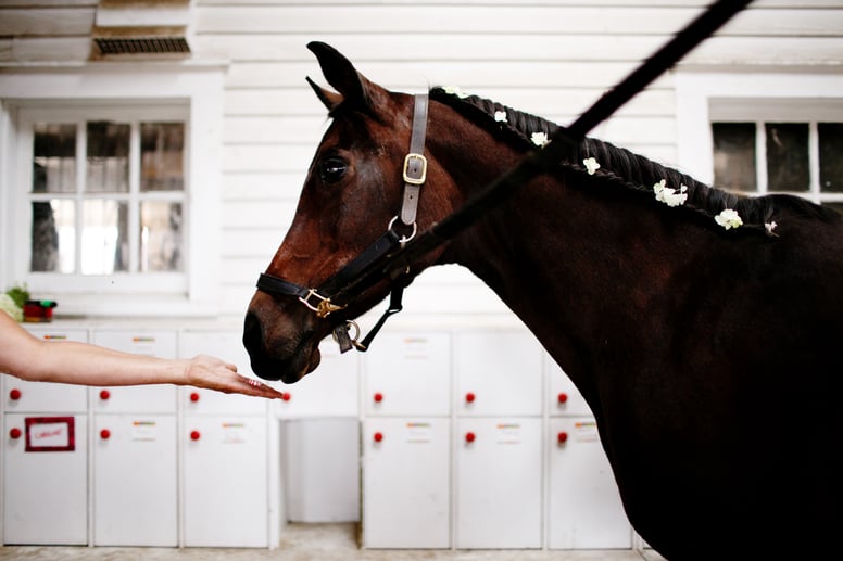 Equestrian Wedding