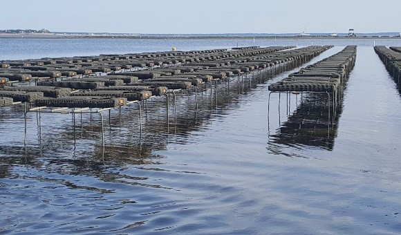 oystering cape cod