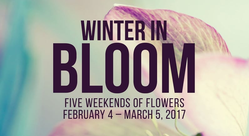 winter in bloom.jpg